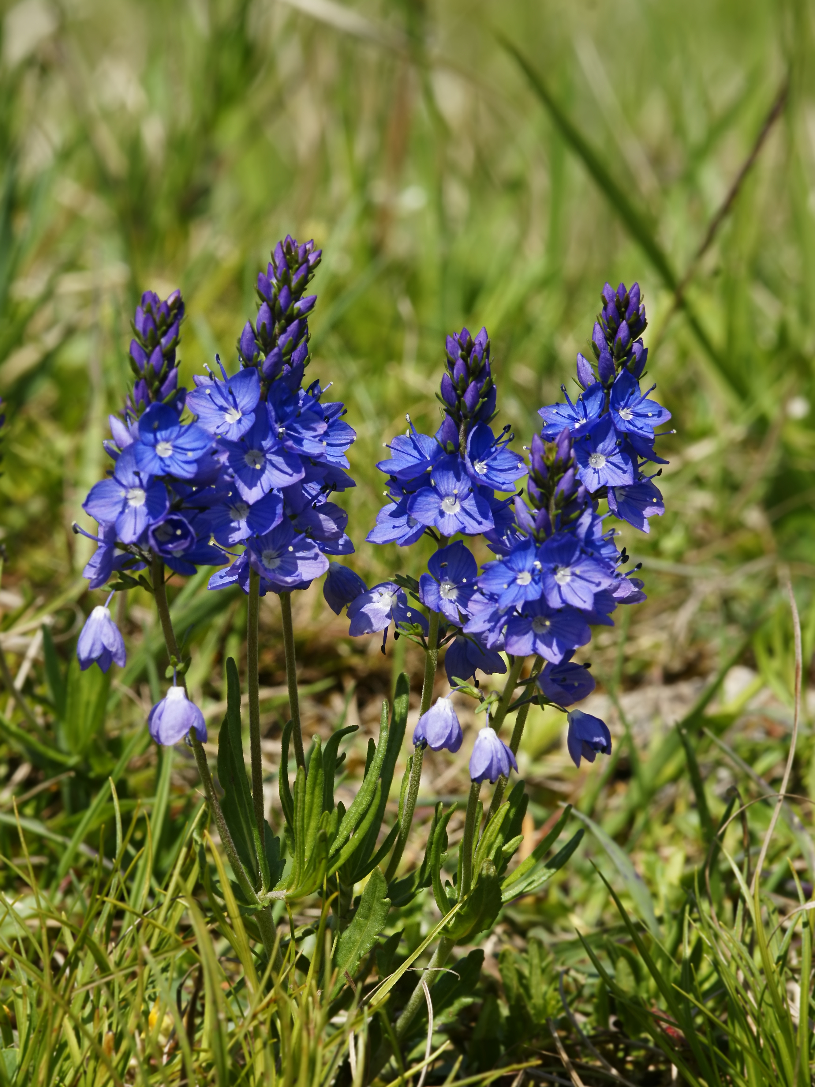 prostrate speedwell